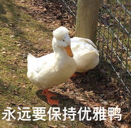  又一波可爱鸭鸭表情包