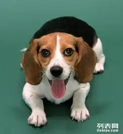  精品比格终身质保好礼送不停三个月包退换