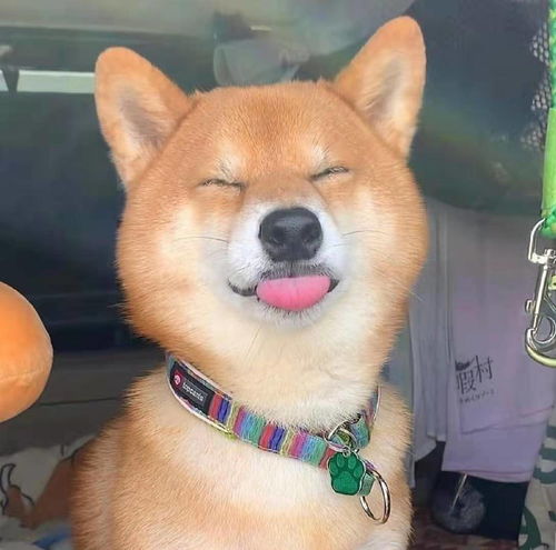  柴犬笑是真的笑吗柴犬开心所表达的方式是什么