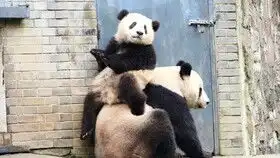  救救旅美大熊猫美香,美香是我见过的大熊猫妈妈中最有母爱的麻麻,她值得所有的人尊重爱护,希望她能早日回到家乡,至少离孩子们也近一点