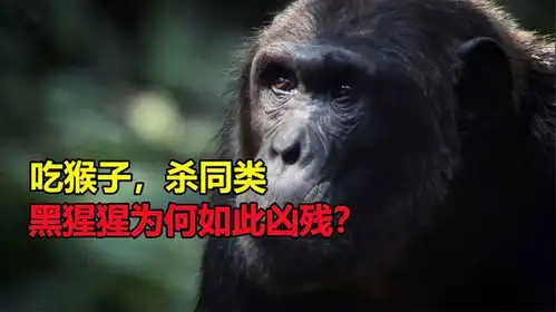 猩猩摊手表情包市长