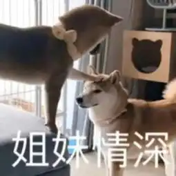  今日表情推荐,1213
