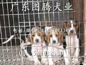  广东图腾犬业出售比格犬比格猎犬疫苗齐全可送货上门