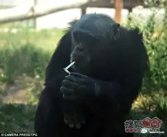  新疆天山动物园黑猩猩模仿人类吸烟喝酒