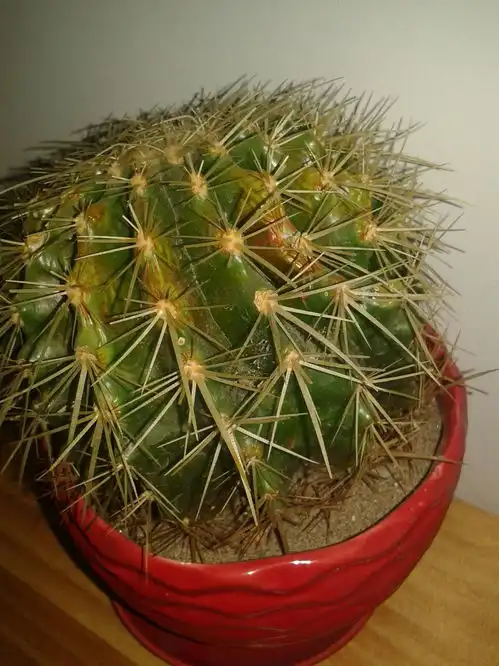 我要个性网表情包仙人球