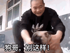  全网最怂狗子动图表情包