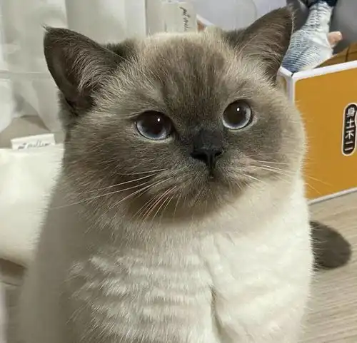 魔性真人笑容表情包猫猫