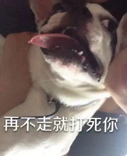  开心得像个憨憨