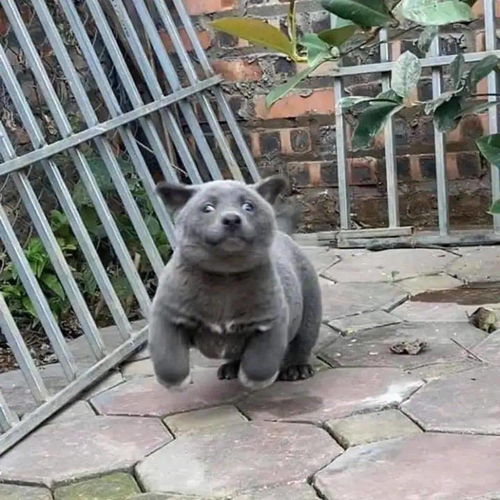 二哈表情包原型蓝猫