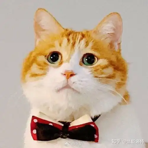  有哪些可爱的猫猫表情包