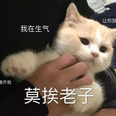  可爱猫猫