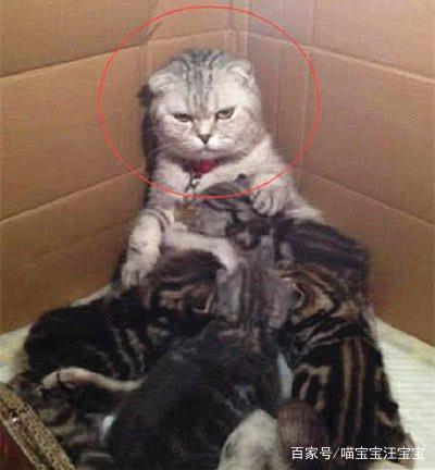  母猫生了一窝猫宝宝,母猫喂奶时的表情亮了,母猫悔不当初啊