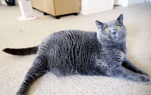  一只想要减肥的猫咪,但是她真离不开她的美味大餐