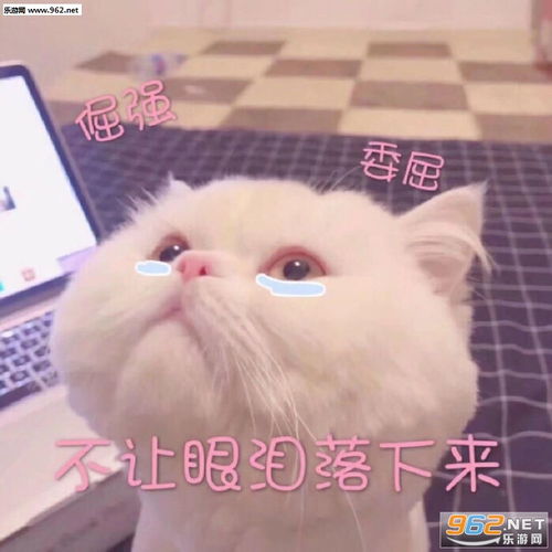  下次我一定跟你玩鸽子表情包带着微笑入睡图片表情包下载乐游网游戏下载