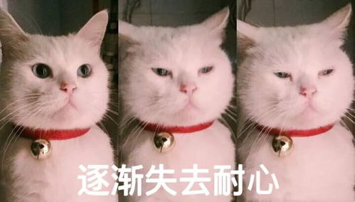  今日神段丨千万不要小看女生的智商,抓出轨胜似福尔摩斯