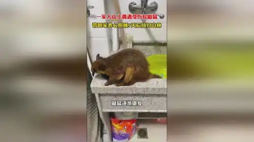  一家人山上偶遇受伤鼯鼠,带回家悉心照顾9天康复后送其回家,鼯鼠最后的表情太有爱了