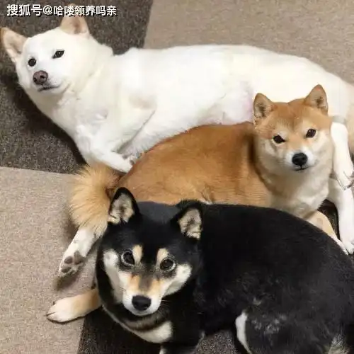  最戏精的狗狗之一柴犬,让人迷恋的绝不止微笑和表情包