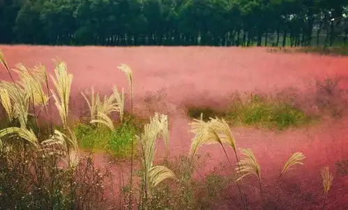 今年流行种草了,不用晒太阳,长得比花还要鲜艳 今年流行种草了,不用晒太阳,长得比花还要鲜艳