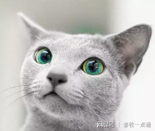  我们应该怎么预防猫咪和中毒