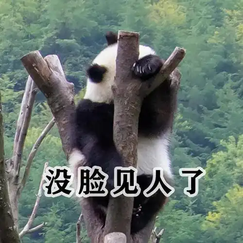  超萌萌汶川熊猫表情包太可爱了,速收藏