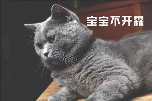  铲屎官用猫咪的不同表情配上文字做成了表情包,太形象了