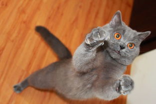  我家的蓝猫,2个多月,纯吗卖家说是橘红眼,现在看怎么是黄色,还