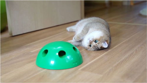 动漫猫咪卖萌表情包猫和