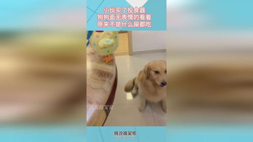  小伙买了投食器,狗狗面无表情的看着,原来狗狗不是什么屎都吃