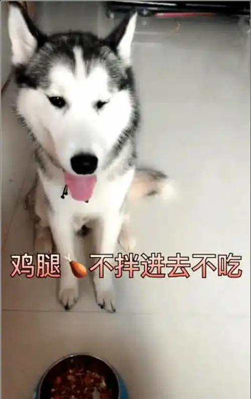  哈士奇准备吃饭,突然发现主人偷工减料,二哈立马就不乐意了