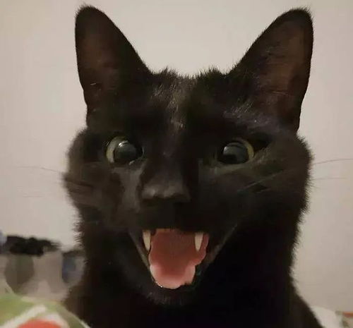 真怂表情包猫猫