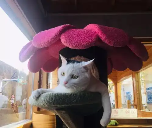  奶牛猫都是什么来着社会你球哥,喵狠表情多