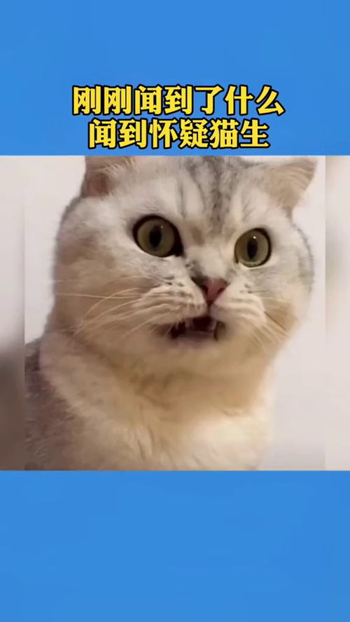  当猫咪闻主人的脚,这表情简直是怀疑猫生