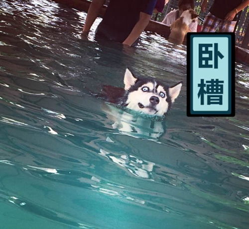  二哈又双叒叕下水游泳啦又是一波表情包,快来收藏吧