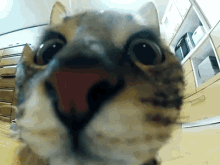  众所周知,猫是会飞的