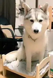  为二哈鼓掌,又给狗子们争光了