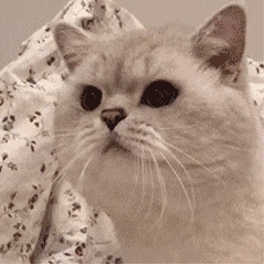  每日一笑,满脸写着生气的小猫咪