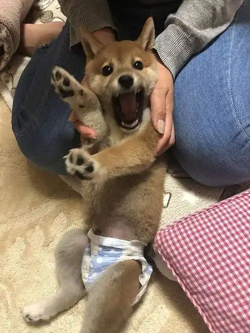  张宸狗年来啦,来po一轮柴犬丑照
