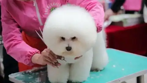  挑战一天只吃绿色表情包,青蛙棒棒糖蛇变成了软糖