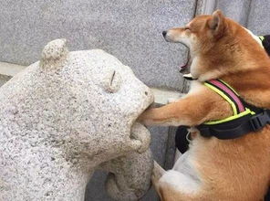 柴犬接住的表情包你看