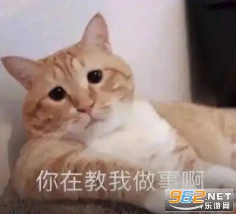  你在教我做事啊猫咪表情包你这次真的过了表情包下载乐游网游戏下载