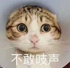  撒娇小猫咪表情包
