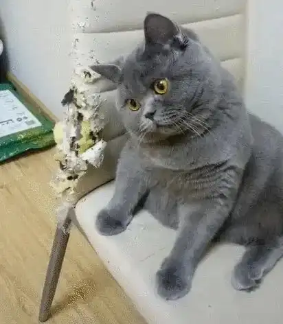 安全帽图片表情包蓝猫