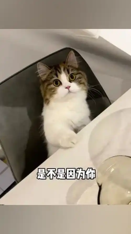  你要反思一下了铲屎官的乐趣我和我的猫今日份小可爱已上线可爱到爆炸