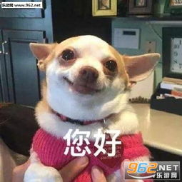  今天也要加油旺狗狗表情包下载乐游网游戏下载