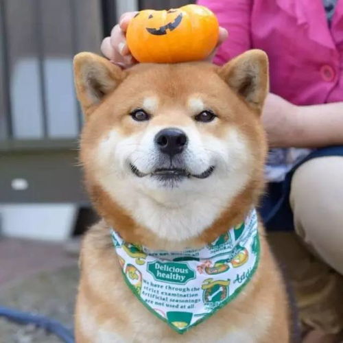 旺星人中的绝对网红天生的表情包柴犬ryuji,一举一动皆醉人
