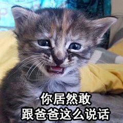 你消失了吗表情包猫咪