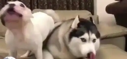 哈士奇和斗牛犬抢沙发,二哈吵不过斗牛,脸上的表情太经典 哈士奇和斗牛犬抢沙发,二哈吵不过斗牛,脸上的表情太经典