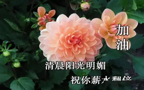 表情包早安鲜花