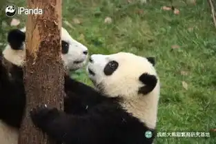 七夕单身表情包熊猫大熊