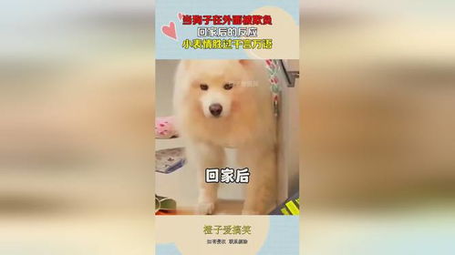  当狗子在外面被欺负,回家后的反应,小表情胜过千言万语
